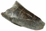 Serrated Tyrannosaur Tooth - Two Medicine Formation #263778-1